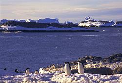 Adelie060 - Adelie penguins on ice