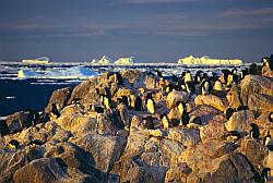 Adelie064 - Adelie penguins rookery