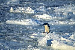 Adelie085 - Adelie penguins on sea ice