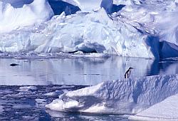 Adelie088 - Adelie penguin on iceberg