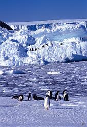 Adelie089 - Adelie penguins on sea ice