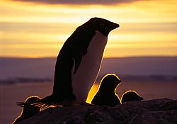 Adelie100 - Adelie penguin in the sunset