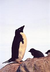 Adelie104 - Adelie penguin
