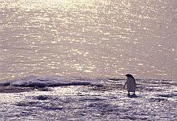 Adelie115 - Adelie penguins on ice