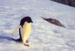 Adelie116 - Adelie penguins on ice