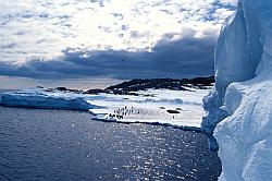 Adelie137 - Adelie penguins on sea ice