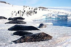 Adelie138 - Weddell seals and Adelie penguins