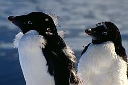 Adelie142 - Adelie penguins feathering