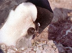 Adelie162 - Adelie penguin feeding chick