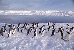 Adelie177 - Adelie penguins on sea ice
