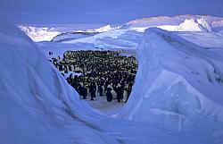Emperor043 - Emperor penguin rookery in winter