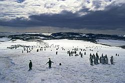 Emperor049 - Juvenile emperor penguins in early summer