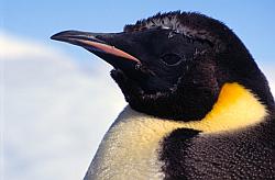 Emperor078 - Adult emperor penguin feathering in spring
