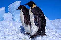 Emperor079 - Adult and juvenile emperor penguin feathering in spring