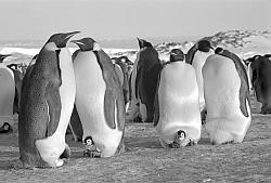 Emperor088 - Emperor penguins with chicks