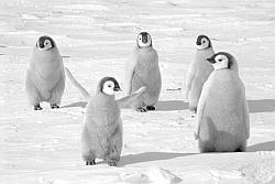 Emperor100 - Group of emperor penguin chicks