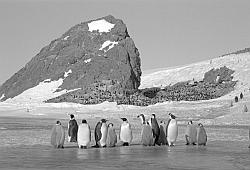 Emperor103 - Emperor penguins with chicks and rocky background