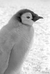 Emperor108 - Emperor penguins chick