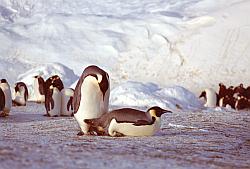 Emperor115 - Emperor penguins mating. Sequence 1/8
