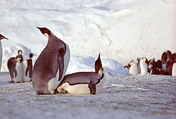 Emperor122 - Emperor penguins mating. Sequence 8/8