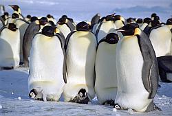 Emperor129 - Emperor penguins with chicks in pouch