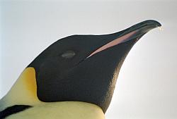 Emperor130 - Emperor penguin closeup