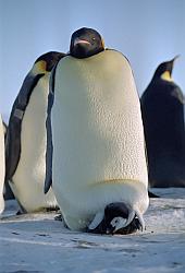 Emperor133 - Emperor penguin with chick in pouch