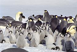 Emperor136 - Group of emperor penguin chicks