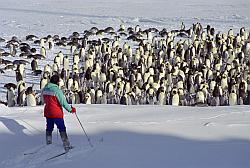 Emperor143 - A polar skier in front of the emperor penguin rookery