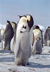 Emperor155 - Hungry emperor penguins chick