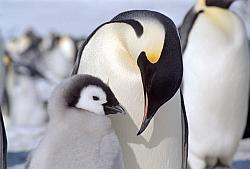 Emperor161 - Emperor penguin and chick
