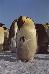 EmperorChick - Emperor penguin and chick
[ Click to download the free wallpaper version of this image ]