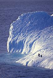 Ice067 - Adelie penguins on iceberg