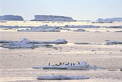 Ice083 - Adelie penguins on floating ice