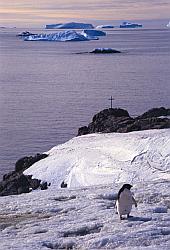 Ice105 - Adelie penguin and Prud'homme cross