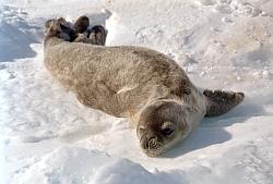 Life011 - Weddel seal pup sleeping