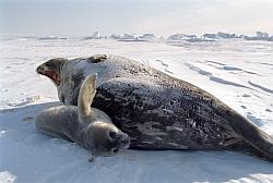Life015 - Weddel seal and pup