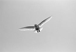 Life023 - Snow petrel in flight