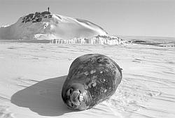 Life028 - Weddell seal