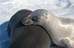 Life053 - Crab-eater seals