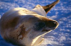 Life054 - Crab-eater seals