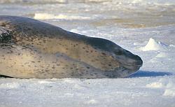 Life059 - Leopard seal