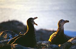 Life064 - Giant petrels on nests