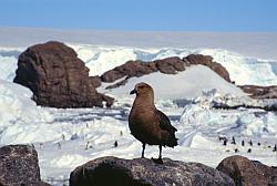 Life075 - Skua on the lookout