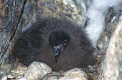 Life080 - Cape petrel chick