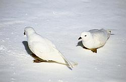 Life108 - Snow petrels cleaning up in the snow