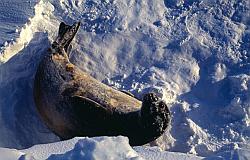 Life121 - Weddell seal