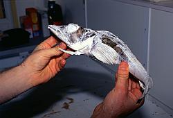 Life143 - Frozen fish specimen (Notothenia Rossi)