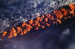 Life146 - Antarctic lichen