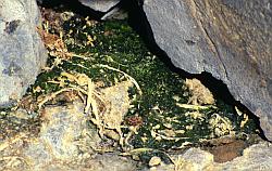 Life147 - Antarctic moss